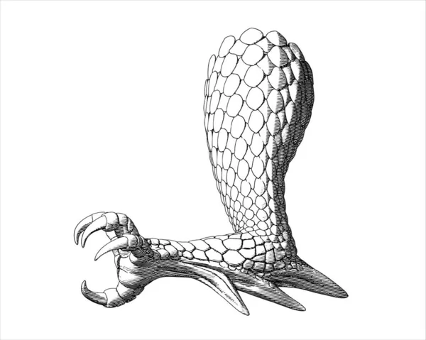 Monochrome Fantaisie Dragon Griffe Vintage Gravure Dessin Illustration Vue Côté — Image vectorielle