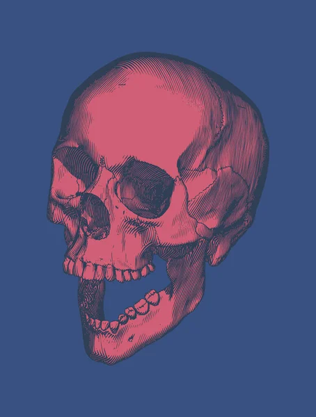 レッドヴィンテージ彫刻図面人間の頭蓋骨を開く顎の視点高角度カメラビューは 青の背景に隔離 — ストックベクタ