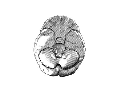 İnsan beyni monokrom vintage oyma alt görünüm altında beyaz arka planda izole