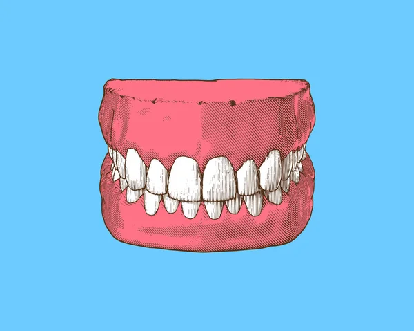 カラフルなヴィンテージ彫刻が施された歯とガムの近い顎は ライトブルーの背景に隔離されたトップフロントビューのイラストで歯の閉塞を表します — ストックベクタ