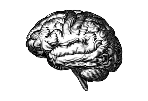 Monokrom Diukir Vintage Menggambar Otak Manusia Dalam Tampilan Samping Dengan - Stok Vektor