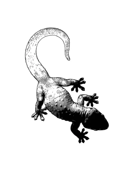 Monocromático Gravado Vetor Vintage Desenho Tokay Lagarto Gecko Rastejando Com — Vetor de Stock