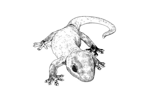 Monochrome engraved vintage vector drawing house gecko hemidactylus lizard crawling illustration in front camera view isolated on white background