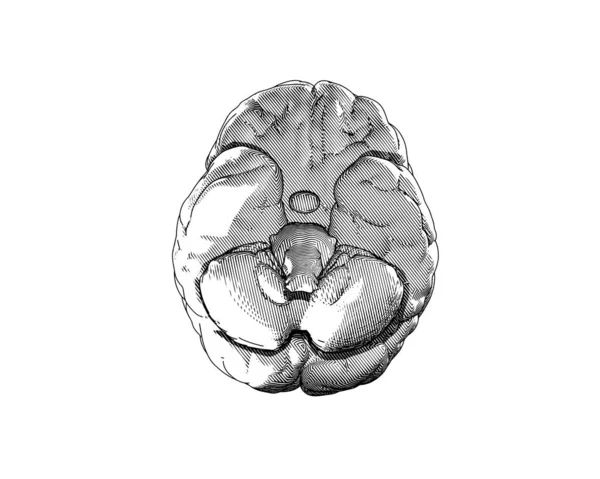 Cerebro Humano Monocromo Grabado Vintage Dibujo Bajo Vista Inferior Aislado — Vector de stock