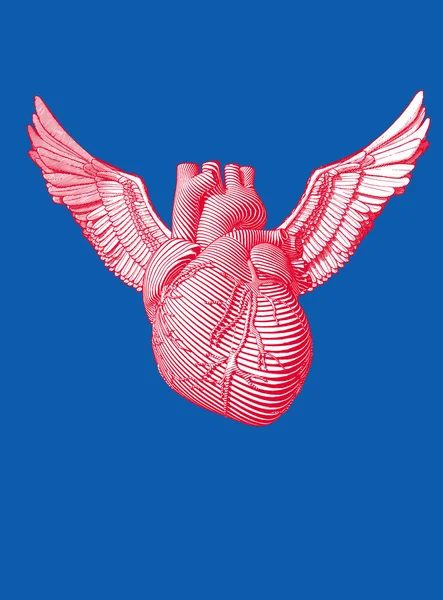 Einfarbige Rote Vintage Gravur Menschliches Herz Mit Engelsflügel Illustration Isoliert — Stockvektor