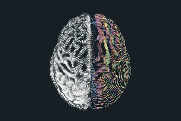 Scibble Doodle Dibujo Hemisferios Del Cerebro Humano Vista Superior Blanco — Archivo Imágenes Vectoriales