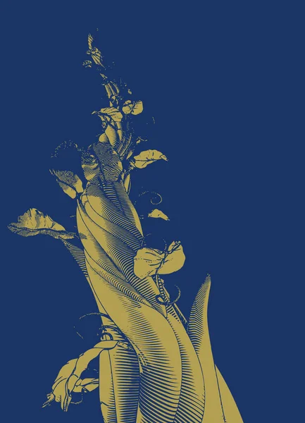 Altın sarısı oyma, büyük fasulye sırığını solucan bakışı şeklinde çiziyor. Derin mavi arka planda izole edilmiş ay resmine doğru büyüyor.  