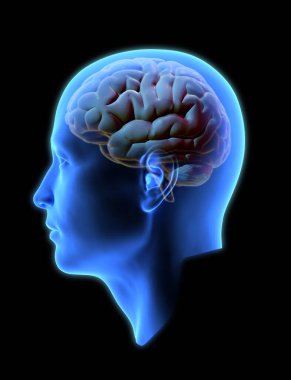 3 Boyutlu insan başı yan görünümü x-ray gölgelendirmesi, beyin çizimi ile izole edilmiş, ölüm için kırpma yolu, herhangi bir sanat tasarımı üzerinde birleştirmeye kesilmiş.