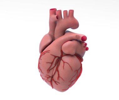 3 boyutlu insan kalbi ve kırmızı damar, beyaz arka planda izole edilmiş deri tonu ve kesme yolu ile herhangi bir sanat tasarımı üzerinde birleştirme kesilmiş.