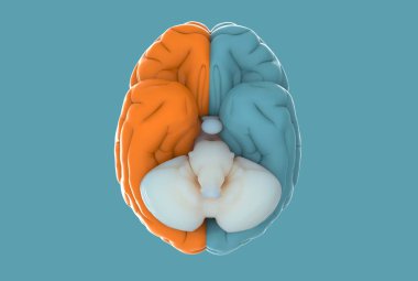 3D görüntüleme insan beyni sol ve sağ beyin ayrı renk alt görünümde mavi arkaplan izole