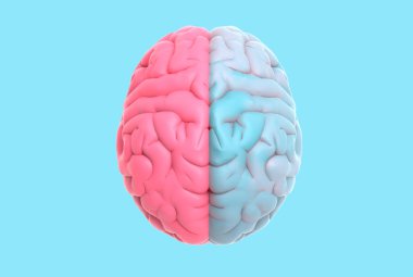 3D görüntüleme insan beyni sol ve sağ serebral pastel mavi ve pembe renk ile ayrılmış üst görünümde izole edilmiş ölüm için kırpma yolu herhangi bir arkaplan düzeni için kesilmiş