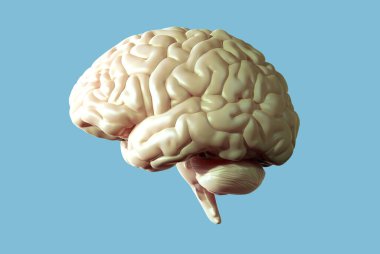 3D görüntüleme açık kahverengi organik parlak insan beyni yan görüntüsü pastel mavi arka planda izole edilmiş ayrılık kırpma yolu ile