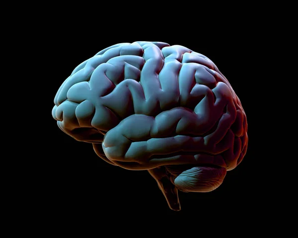 Renderização Colorido Cérebro Humano Vista Lateral Ilustração Luz Verde Vermelha — Fotografia de Stock