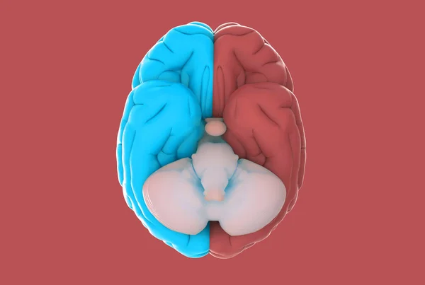 3D rendering illustration human brain left and right cerebral separate blue and red color isolated on red background in bottom view
