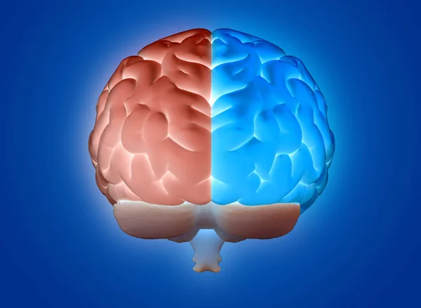 3Dレンダリングイラスト人間の脳は左脳と右脳の別々の色を分離し 任意の背景にレイアウトに切断ダイのためのクリッピングパスをバックビューで青の背景に輝く — ストック写真