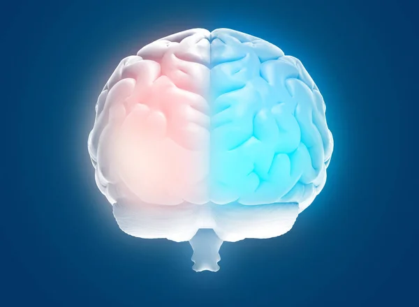 Απόδοση Απεικόνιση Διαφανής Ανθρώπινος Εγκέφαλος Αριστερά Και Δεξιά Εγκεφαλικό Ξεχωριστό — Φωτογραφία Αρχείου