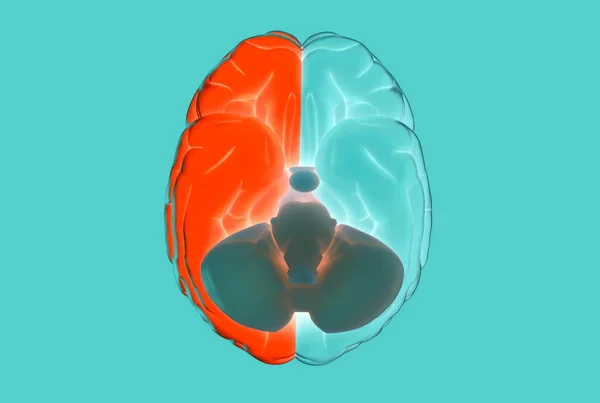 Ilustração Renderização Cérebro Humano Esquerdo Direito Cerebral Separado Cor Azul — Fotografia de Stock