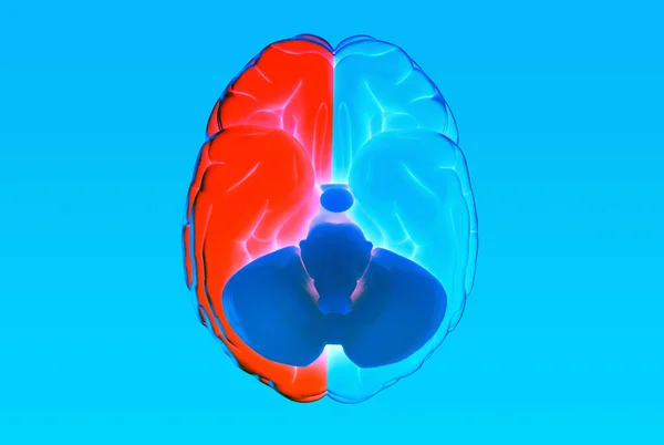 3D rendering illustration human brain left and right cerebral separate blue and red color isolated on blue background in bottom view