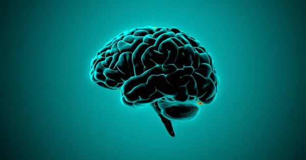 Renderowania Ilustracja Ciemne Oświetlenie Ludzki Mózg Side View Izolowane Zielonym — Zdjęcie stockowe