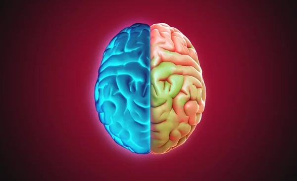 3D rendering illustration human brain left and right cerebral separate with glowing blue and colorful pink and green on dark red background in top view with clipping path for die cut to layout on any backdrop