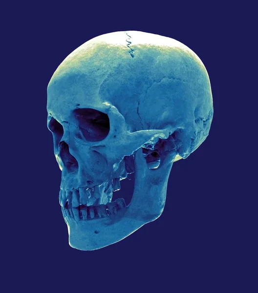Ilustración Representación Realista Cráneo Humano Azul Cerca Mandíbula Perspectiva Vista —  Fotos de Stock