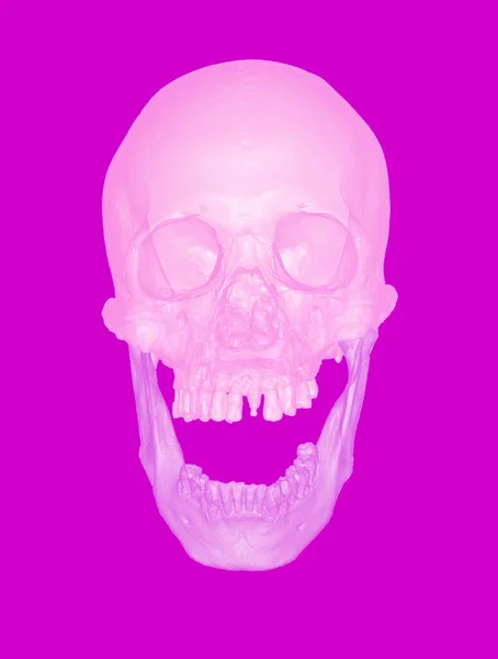 Weergave Illustratie Transparant Pastel Roze Menselijke Schedel Open Kaak Front — Stockfoto