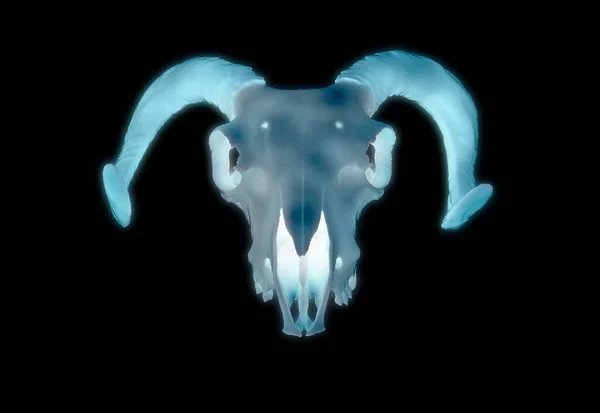 Illustration Rendu Lumineux Bleu Bélier Mâle Mouton Crâne Tête Mouton — Photo