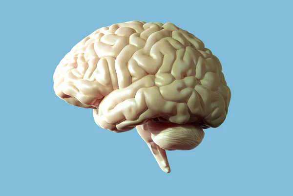 Rendering Illustration Light Brown Organic Glossy Human Brain Side View — Stock Photo, Image