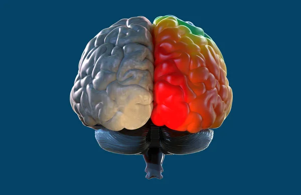 Ilustração Renderização Visão Lateral Cérebro Humano Orgânico Marrom Isolado Fundo — Fotografia de Stock