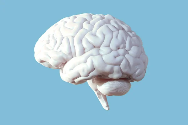 3D rendering illustration soft white organic glossy human brain side view isolated on pastel blue background with separation clipping path for each section