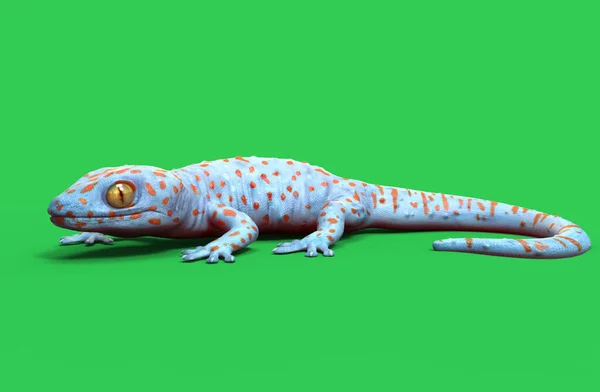 Rengarenk Tokay Gecko Çizim Perspektifi Yan Görünümü Kırpma Yolu Ile — Stok fotoğraf