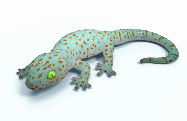 Vykreslování Barevné Průsvitné Tokay Gecko Ilustrace Perspektiva Boční Pohled Plazit — Stock fotografie