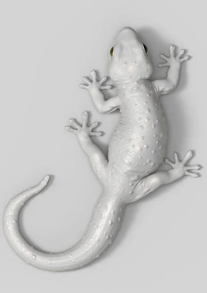 3Dレンダリングホワイト Tokay Geckoイラストトップカメラビュークリッピングパスを持つ白いテンプレートの背景にクロールとブレンドの色 — ストック写真