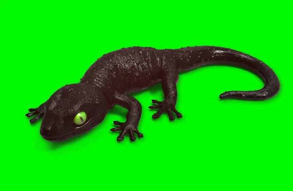 3Dレンダリング黒 Tokay Geckoイラスト視点トップビュー緑の背景に這うクリッピングパスが含まれます — ストック写真