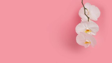 Üç beyaz tomurcuklanan orkide dalı. Pembe arka planda güzel beyaz falaenopsis orkide çiçekleri. Düz yatıyordu. Tropik çiçek, orkide dalı. Tatil, Kadınlar Günü, Çiçek Kartı