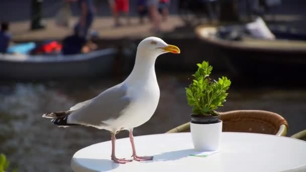 Seagull sit on the table cafe — Stock Video