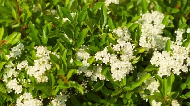 Schöne weiße Blüten bei sonnigem Wetter — Stockvideo