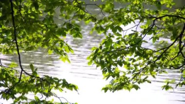 Gölde ağaç yaprak