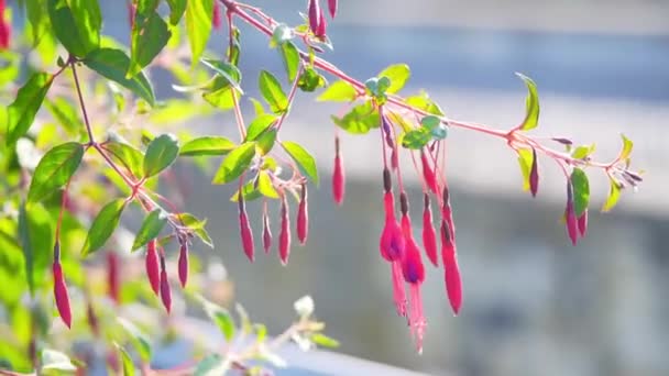 フクシアのピンクの花が風にしゃがむ — ストック動画