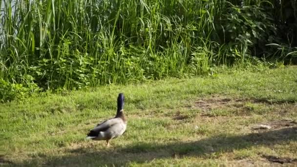 Pato caminha pelo lago — Vídeo de Stock