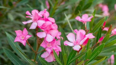 Red-Leafed gül pembe çiçekler