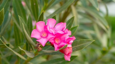 Red-Leafed gül pembe çiçekler