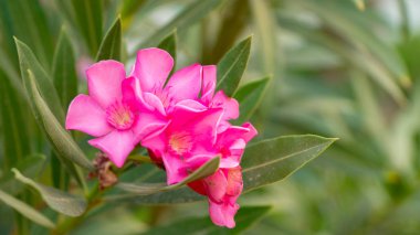 Red-Leafed gül pembe çiçekler