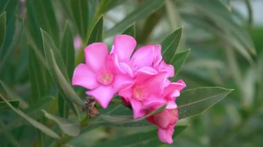 Red-Leafed gül pembe çiçekler