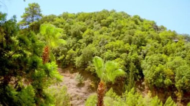 Marmaris: palmiye ve çam ağaçlarıyla dağ