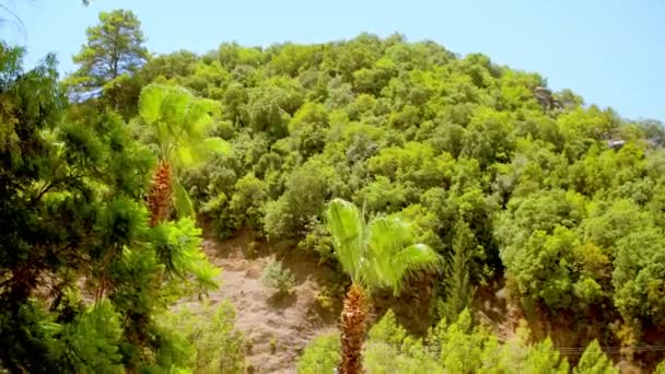 Marmaris: palmy a borovice stromy na hoře — Stock video