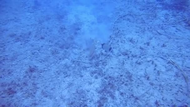 Buceo tiro bajo el agua en el mar Egeo — Vídeo de stock