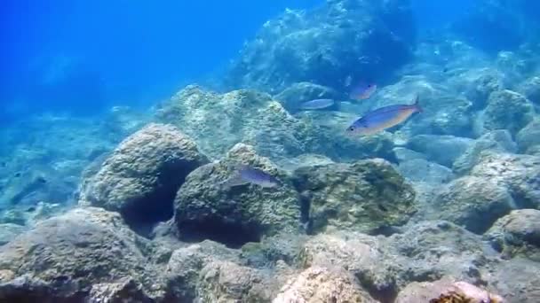 Duiken met onderwater fotograferen in de Egeïsche zee — Stockvideo