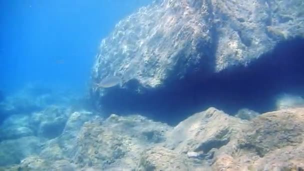 Buceo tiro bajo el agua en el mar Egeo — Vídeo de stock