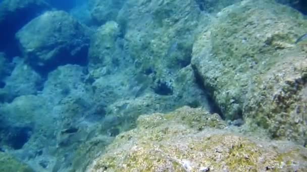 潜水水下射击在爱琴海 — 图库视频影像